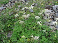 Heracleum asperum