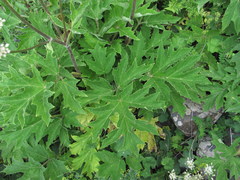 Heracleum asperum