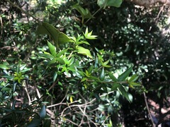 Alyxia ruscifolia