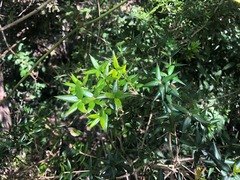 Alyxia ruscifolia