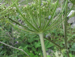 Heracleum asperum
