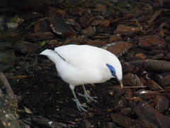 Leucopsar rothschildi