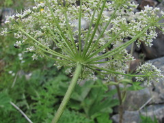 Heracleum asperum