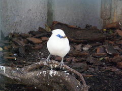 Leucopsar rothschildi