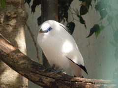 Leucopsar rothschildi