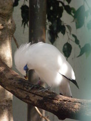 Leucopsar rothschildi