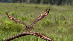 Bubo