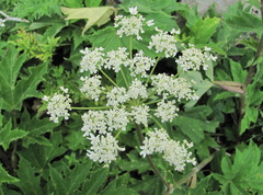 Heracleum asperum