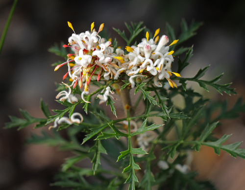 Petrophile diversifolia R.Br.