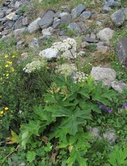 Heracleum asperum