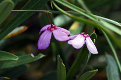 Tetratheca juncea
