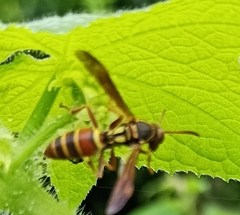 Polistes quadricingulatus