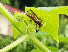 Polistes quadricingulatus