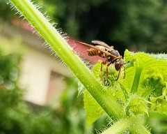 Polistes quadricingulatus
