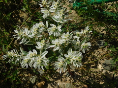 Euphorbia marginata