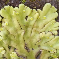 Marchantia plicata