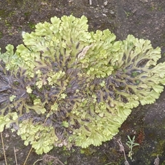 Marchantia plicata