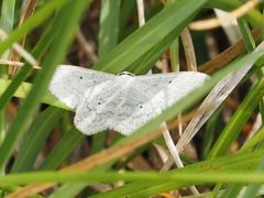 Scopula incanata