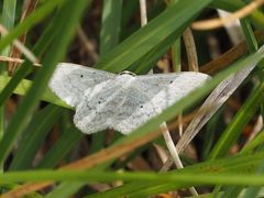 Scopula incanata