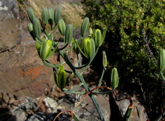 Albuca schoenlandii