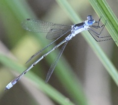 Lestes forcipatus