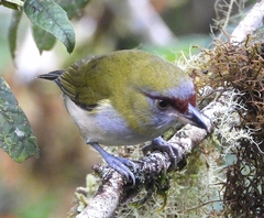 Cyclarhis nigrirostris