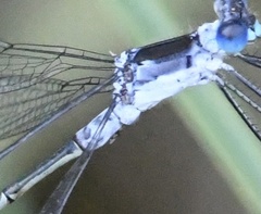Lestes forcipatus