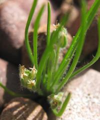 Plantago cafra