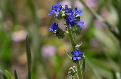 Anchusa capensis