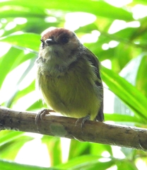Poecilotriccus ruficeps