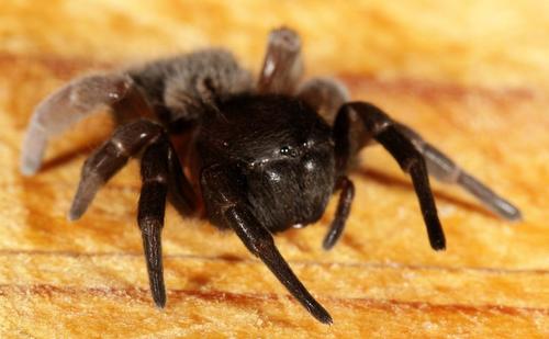 Eresidae