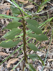 Acacia complanata