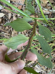 Acacia complanata