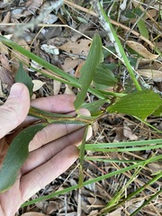 Acacia complanata