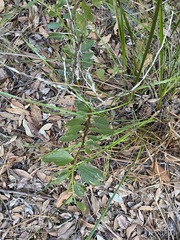Acacia complanata
