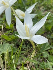 Crocus vallicola