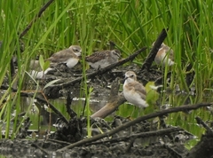 Charadrius mongolus