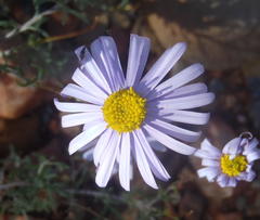 Felicia hirsuta