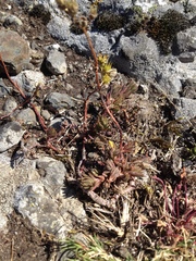 Saxifraga fragosoi