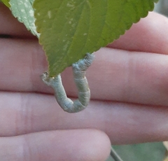 Geometridae