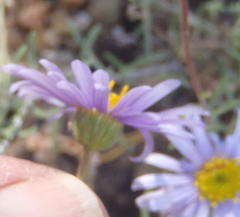 Felicia hirsuta