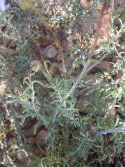 Felicia hirsuta