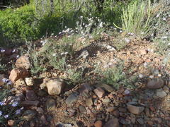 Felicia hirsuta