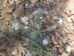Felicia hirsuta