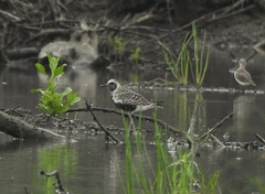 Pluvialis squatarola