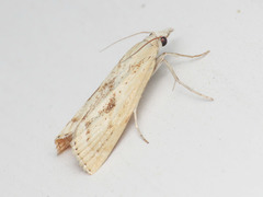 Agriphila brioniellus