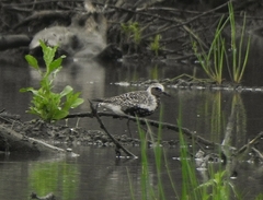 Pluvialis squatarola