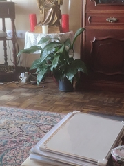 Spathiphyllum wallisii