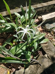 Hymenocallis caribaea