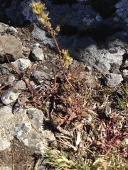 Saxifraga fragosoi